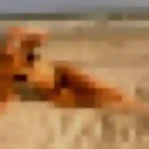 Nyambura, 29 ans, cherche un rencontre plan cul à Le Lion-d'Angers