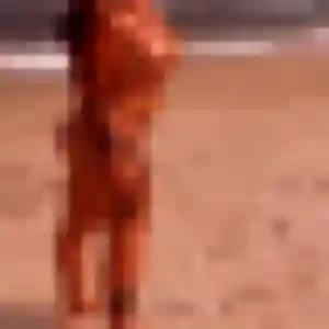 Photo de Djeneba à Ondres (36 ans) - rencontre plan cul discret